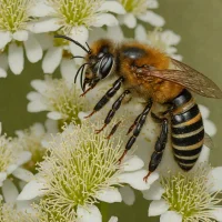 Japanese Hornfaced Bee (Osmia cornifrons)