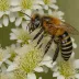 Japanese Hornfaced Bee (Osmia cornifrons)
