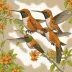 Juan Fernández Firecrown