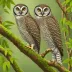 Jungle Hawk-Owl