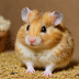 Kashmir Hamster