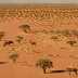 Kalahari Savanna