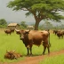 Kingdom of Nkore (Ankole)