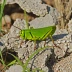 Kennicott's Grasshopper (Melanoplus kennicottii)
