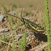 Kiowa Rangeland Grasshopper (Trachyrhachys kiowa)