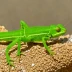 Kosciuscola tristis (Chameleon Grasshopper)