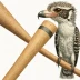 Kookaburra Beast