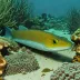 Koch's moray