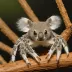 Koala Spider (Leptopelma sp.)