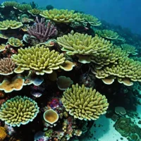 Kimbe Bay Reef