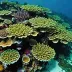 Kimbe Bay Reef