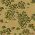 Kathu Bushveld