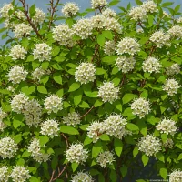 Kolkwitzia amabilis