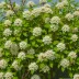 Kolkwitzia amabilis