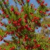Kunzea baxteri