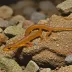 Kurdistan Newt