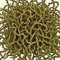 Knotted Wrack (Ascophyllum nodosum)