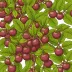 Kokum (Garcinia indica)