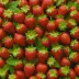 Korona Strawberry (Fragaria × ananassa cultivar)