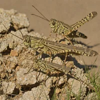 Kiowa Grasshopper (Trachyrhachys kiowa)