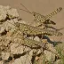 Kiowa Grasshopper (Trachyrhachys kiowa)