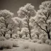 Kodak HIE High-Speed Infrared