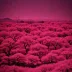 Kodak Aerochrome III 1443