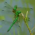 Kennedy's Emerald