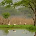 Keoladeo National Park (Bharatpur)