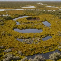 Kopuatai Peat Dome