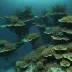 Kelvin Seamount