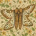 Kentish glory moth