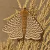 Knot grass moth