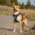 Kurgo Front Range Dog Harness
