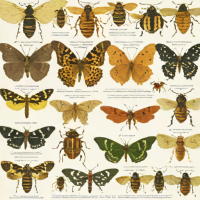 Kaufman Field Guide to Insects of North America