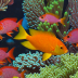 Lyretail Anthias (Plectorochromis olivaceus)