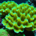 Lobophyllia (Plate Coral)