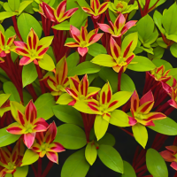 Ludwigia Palustris (Ludwigia palstris)
