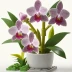 LEGO Botanical Collection Orchid