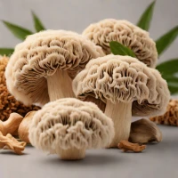 Lions Mane Mushroom Supplements
