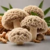Lions Mane Mushroom Supplements