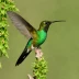 Long-tailed Sabrewing