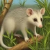 Lutrine Opossum