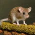 Long-tailed Pygmy Possum