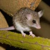 Little Pygmy Possum