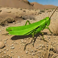 Lactista aztecus
