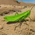 Lactista aztecus