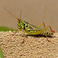 Locusta migratoria manilensis