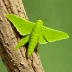 Lime hawk-moth