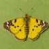 Large yellow underwing
